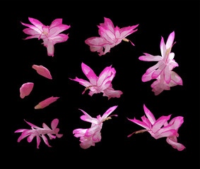 Vector set of Schlumberger pink flowers isolated on black background. Bright sunny spring or summer detailed and accurate design in low poly style. Floral design element.	
