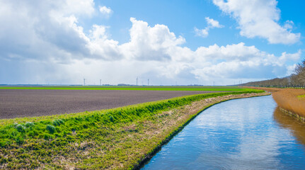 Reed along the edge of a canal in an agricultural field in bright sunlight below a blue cloudy sky in spring, Almere, Flevoland, The Netherlands, April 5, 2021