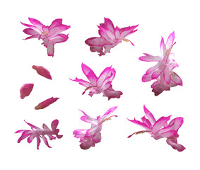 Fototapeta na wymiar Vector set of Schlumberger pink flowers isolated on white background. Bright sunny spring or summer detailed and accurate design in low poly style. Floral design element. 