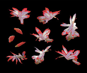 Vector set of Schlumberger red flowers isolated on black background. Bright sunny spring or summer detailed and accurate design in low poly style. Floral design element.	
