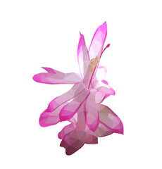 Vector single Schlumberger pink flower isolated on white background. Bright sunny spring or summer detailed and accurate design in low poly style. Floral design element.	
