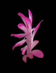 Vector single Schlumberger pink flower isolated on black background. Bright sunny spring or summer detailed and accurate design in low poly style. Floral design element.	
