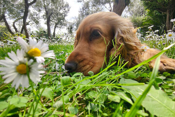 dog cocker spaniel in daisy flower field