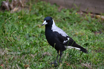 An Australian Magpie with a dirty beak after digging in a garden