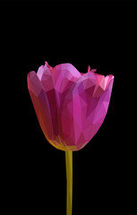 Vector violet tulip flower isolated on black background. Bright sunny summer detailed and accurate design in  triangular low poly style. Floral design element.	