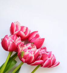 Bouquet of peony red-white tulips with green leaves on a white background. Place for text
