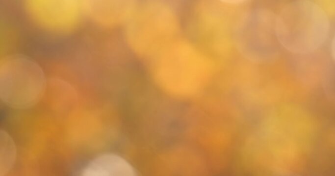 autumnal natural bokeh background or backdrop, fall autumn season graphic object