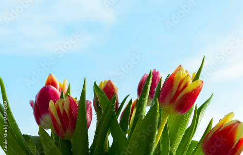 spring flowers. of red, yellow, wate and pink tulips with water drops on a blue sky background. Congratulation on international women's day, March 8, birthday, mother's Day. close up. soft focus.