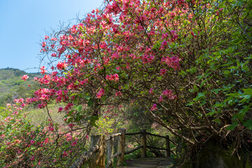 Naklejka premium Spring scenery of Huangpi Mulan Yunwu Mountain in Wuhan, Hubei