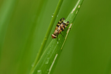 Melieria omissa, Schmuckfliege