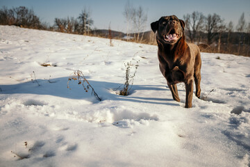 A dog standing on top of a snow covered field