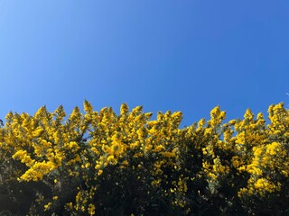 Beautiful yellow flowering gorse bushes  in the Douglas area, Isle of Man