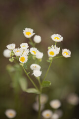 Field of chamomile. Blooming camomiles