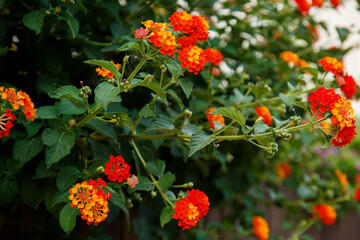 Blooming bush of red and orange flowers. Spring season. Tropic country. Old blooming park. Spring in a park