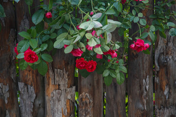 Bush of red roses on a wooden fence. Old garden