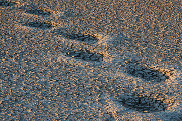 Huge elephant foot steps in dried out desert lake