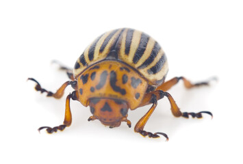 Colorado potato beetle isolated on white background close-up.