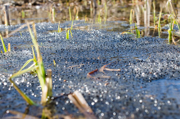 Close up macro of jellyfish eggs in the pond