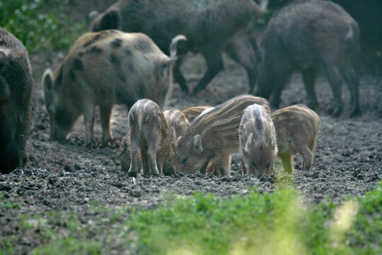 Wild hogs rooting in the forest © Xalanx