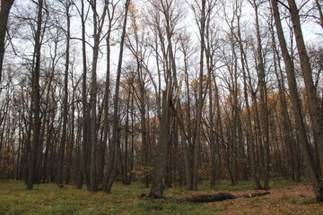 Nizhny Novgorod region, Russia, Krasnaya Glinka.