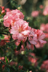 Spring scenery of Huangpi Mulan Yunwu Mountain in Wuhan, Hubei