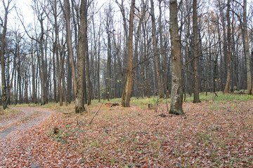 Nizhny Novgorod region, Russia, Krasnaya Glinka.