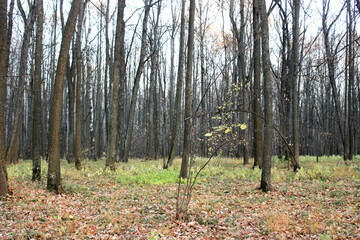 Nizhny Novgorod region, Russia, Krasnaya Glinka.