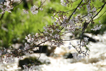 blooming tree