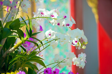 Orchid flowers on the background of a Buddhist temple