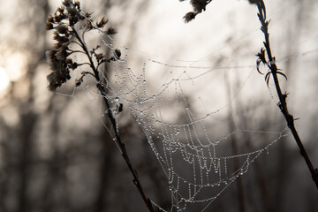 spider web with dew drops