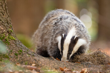 Badger in forest. Wild animal. Hunter.