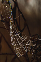 Fototapeta na wymiar spider web with dew drops