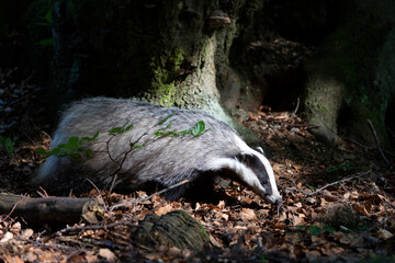 Badger in forest. Wild animal. Hunter. © Ondrej