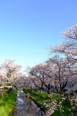 小江戸川越の桜の咲く春　新河岸川の風景