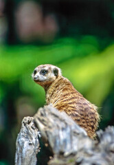 Fototapeta premium Meerkat