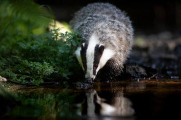 Badger in forest. Wild animal. Hunter.