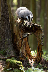 Badger in forest. Wild animal. Hunter.