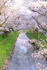 小江戸川越の桜の咲く春　新河岸川の風景
