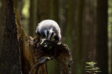 Badger in forest. Wild animal. Hunter. © Ondrej
