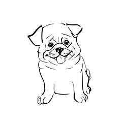 Pug puppy