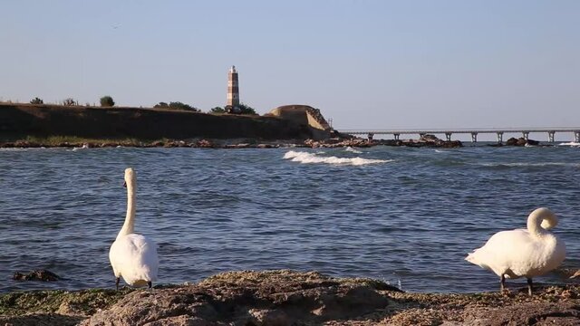 BULGARIA SHABLA LIGHTHOUSE SWANS