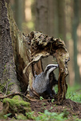Badger in forest. Wild animal. Hunter. © Ondrej