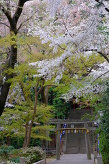小江戸川越の春　桜が満開の風景　喜多院の境内にて