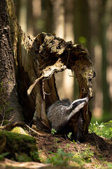 Badger in forest. Wild animal. Hunter.