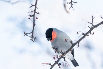 ウソ雄(Eurasian Bullfinch)