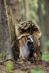Badger in forest. Wild animal. Hunter.