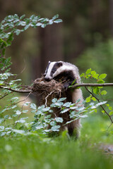 Badger in forest. Wild animal. Hunter. © Ondrej