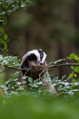Badger in forest. Wild animal. Hunter.