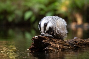 Badger in forest. Wild animal. Hunter. © Ondrej