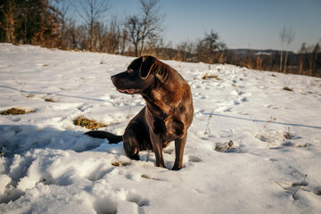 A dog that is covered in snow a Labrador